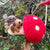 Handcrafted Felted Wool 'Woodland Toadstool' with Hedgehog hanging from a countryside tree with red berries