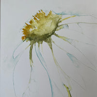 Limited Edition Mounted Print 'Daisy' - by Linda Beazley