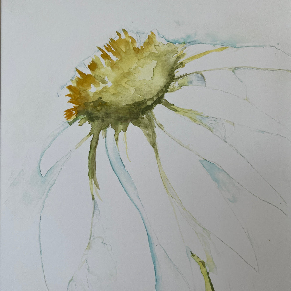 Limited Edition Mounted Print &#39;Daisy&#39; - by Linda Beazley